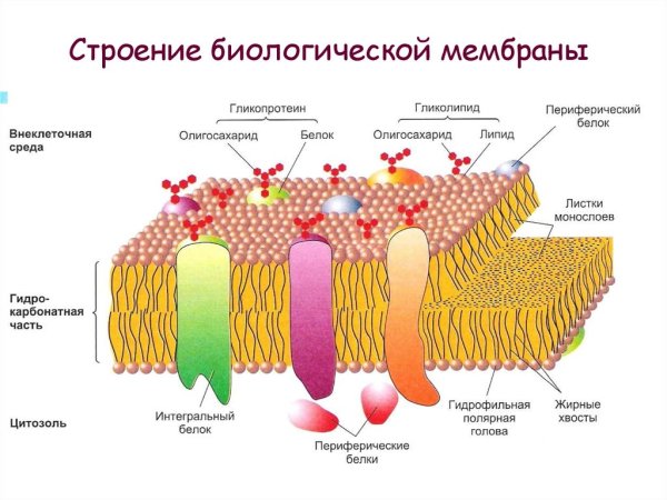 Строение цитоплазматической мембраны биология