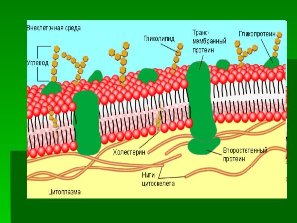 Мембрана строение плазмолемма