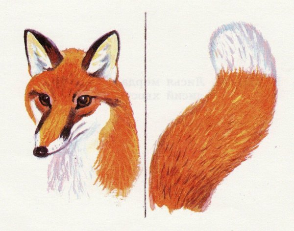 Хвост лисы для детей