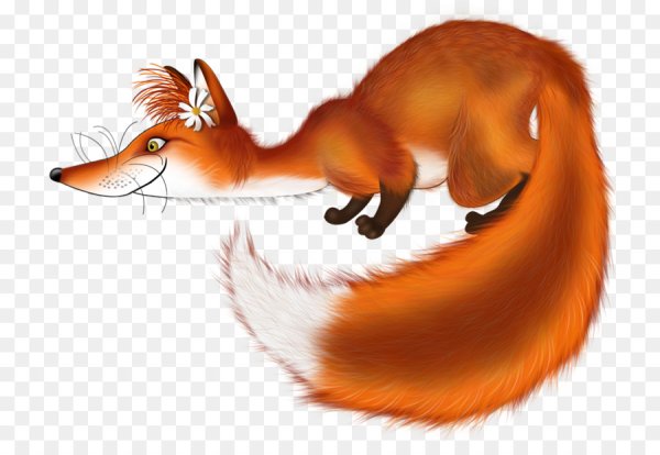 Лиса на прозрачном фоне