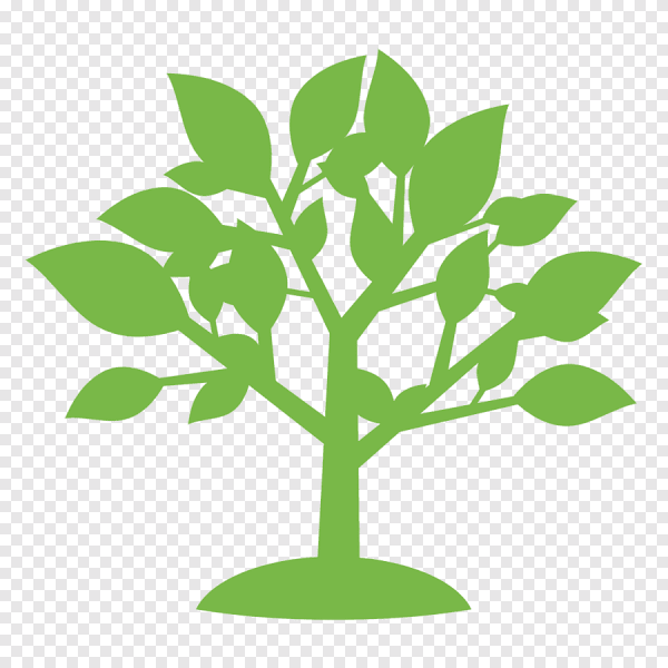 Молодое дерево