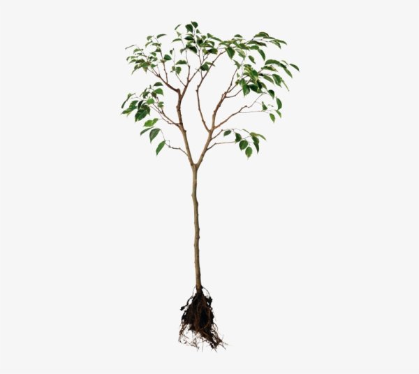 Саженец дерева на прозрачном фоне