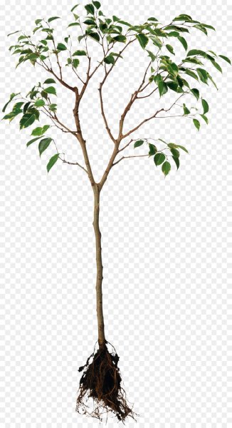 Саженцы деревьев