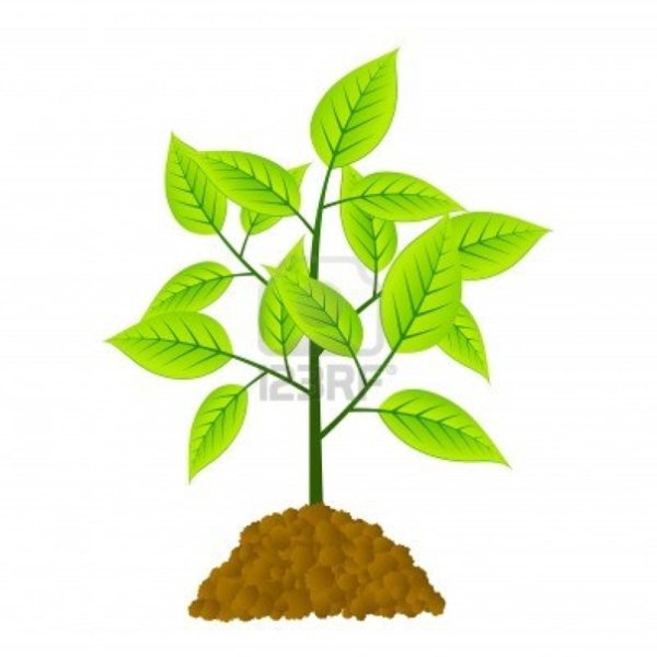 Нарисовать молодое дерево