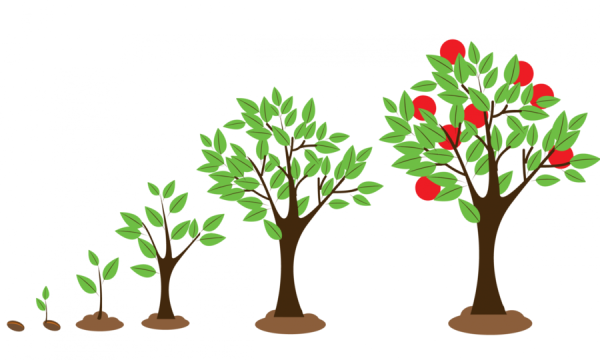 Рост дерева