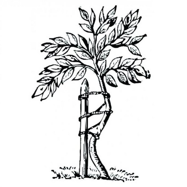 Обрезка липы мелколистной