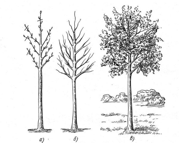 Рост дерева