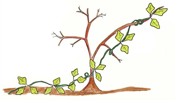 Рисунок дерево ходит по земле