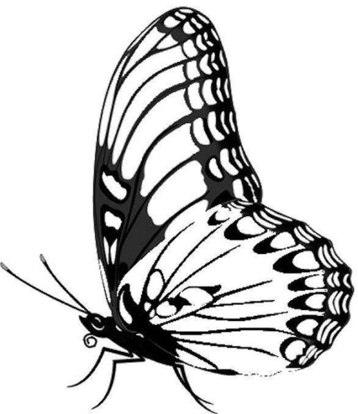 Бабочка сбоку трафарет