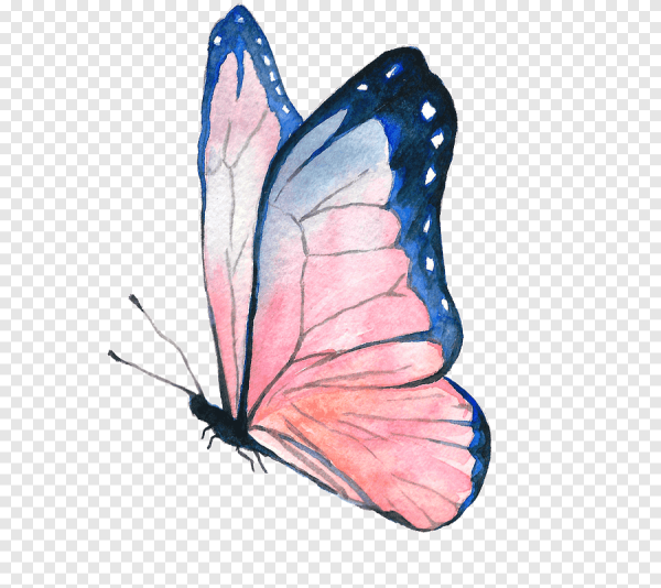 Акварельные бабочки на прозрачном фоне