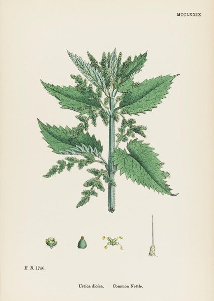 Urtica dioica Ботанический рисунок