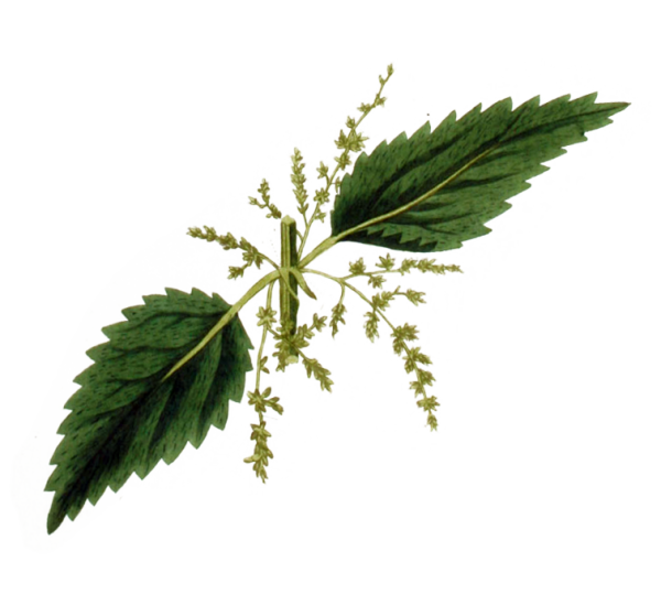 Крапива двудомная ЛРС