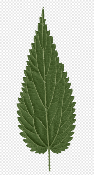 Веточка крапивы