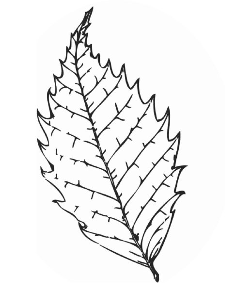 Листья раскраска