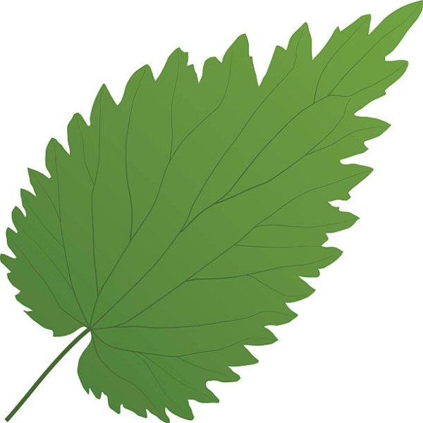 Лист крапивы вектор