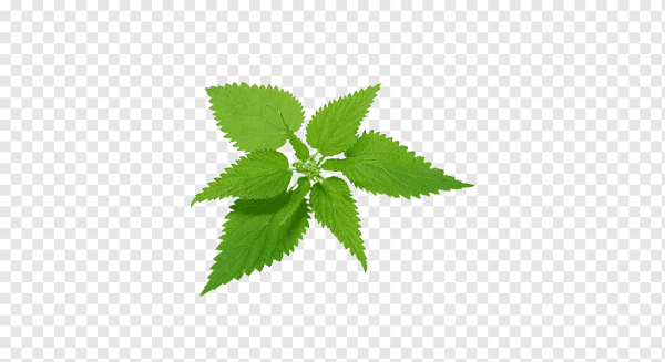 Крапива мультяшная