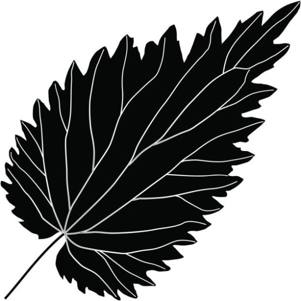 Крапива лист