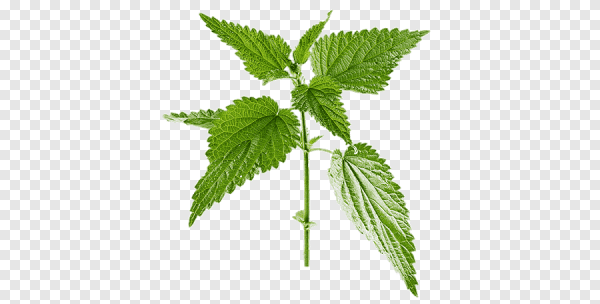 Крапива двудомная PNG