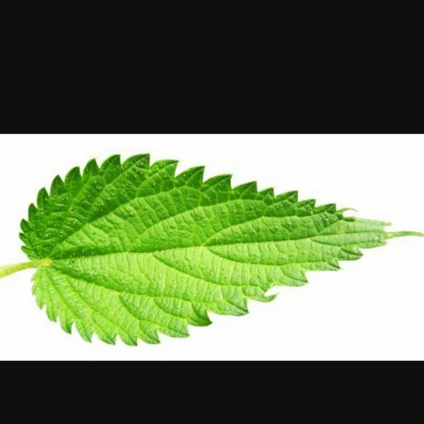 Крапива лист