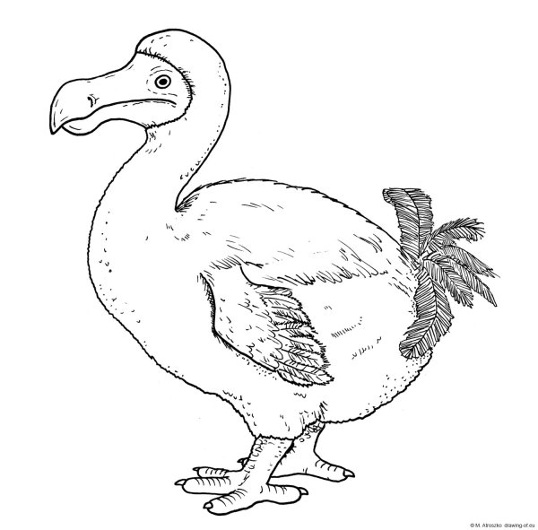 Маврикинсеиф дрон рисунок