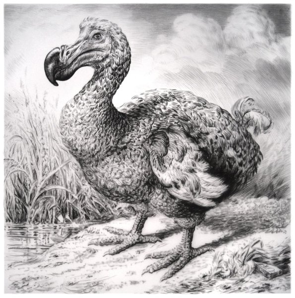 Маврикийский Дронт