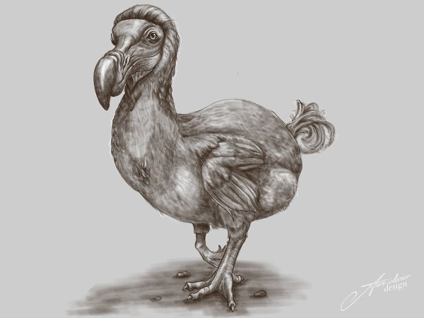 Дронт Додо иллюстрация