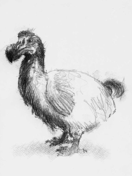 Нарисовать Додо птица