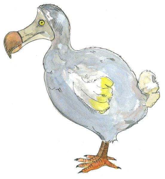 Маврикийский Дронт рисунок