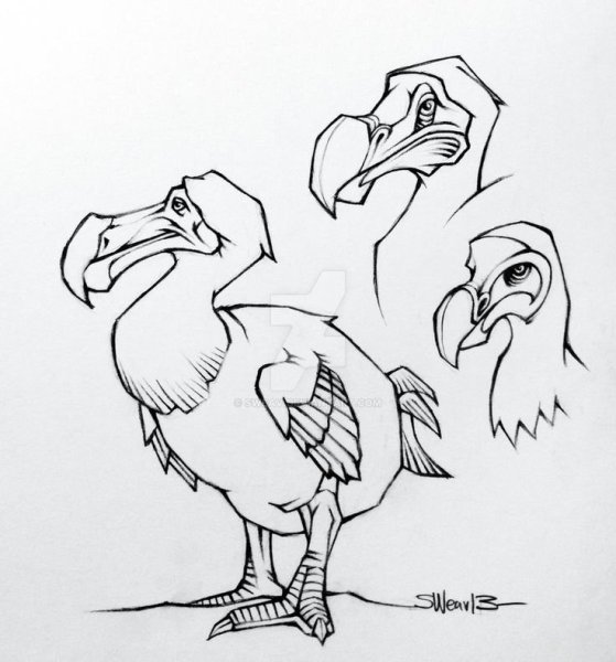 Птица Додо раскраска