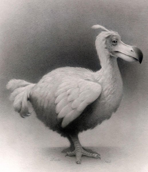 Маврикийский Дронт