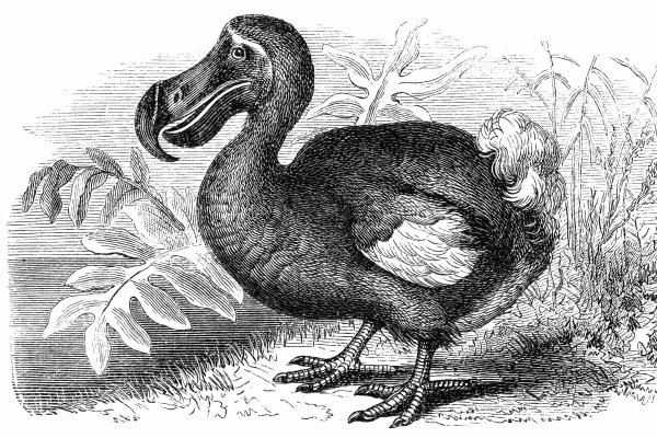 Маврикийский Дронт или Додо