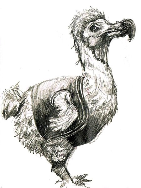 Додо карандашом