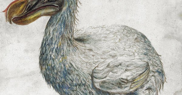 Дронт раскраска