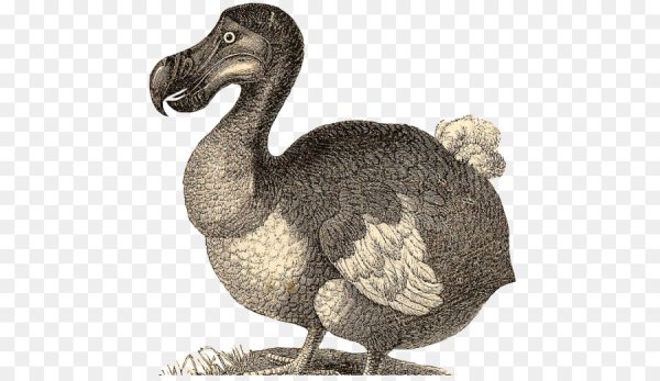 Птица Додо рисунок