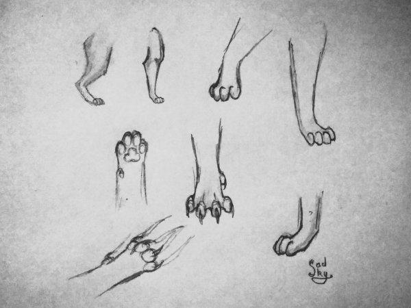 Кошачья лапка карандашом