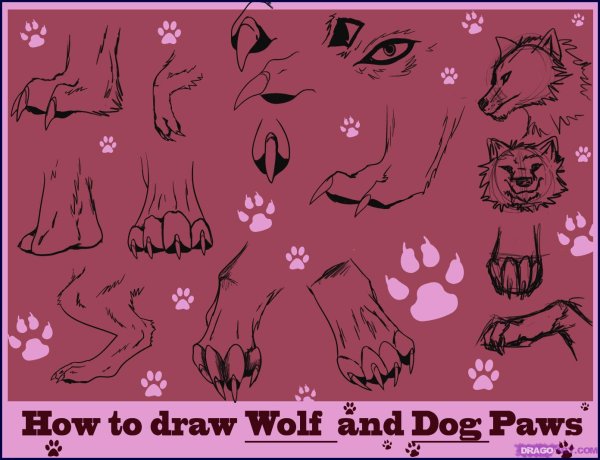 Отпечаток следа лапы волка