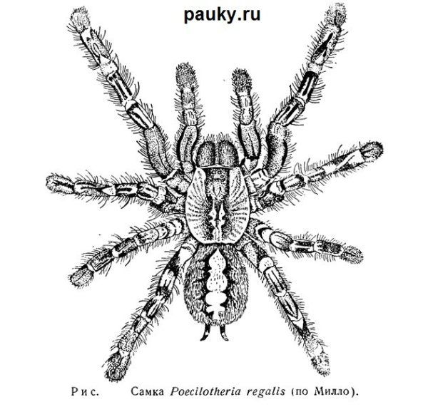 Тарантул схема