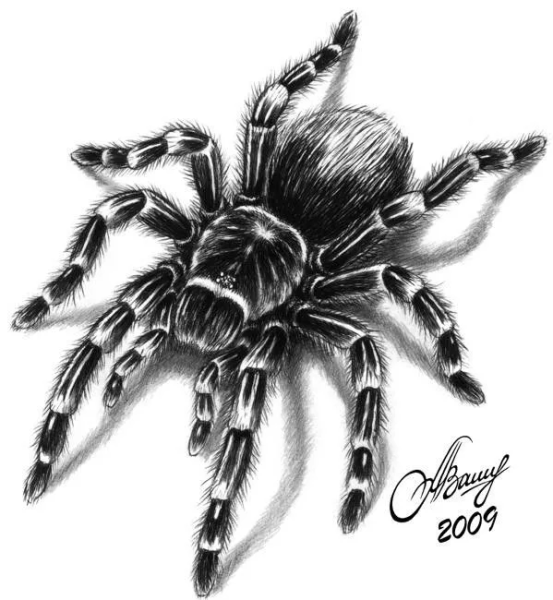 Паук эскиз