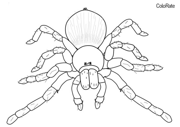 Паук птицеед Голиаф раскраска