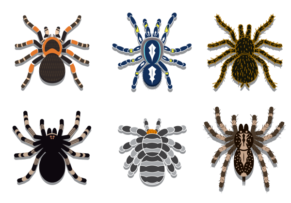 Паук птицеед вектор