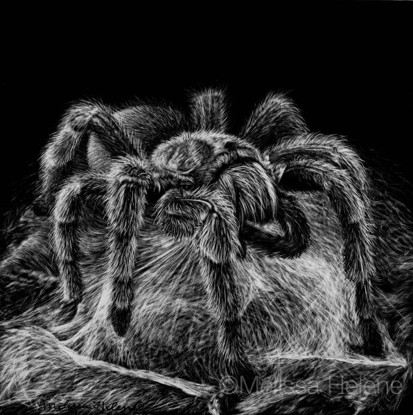 Тарантул эскиз