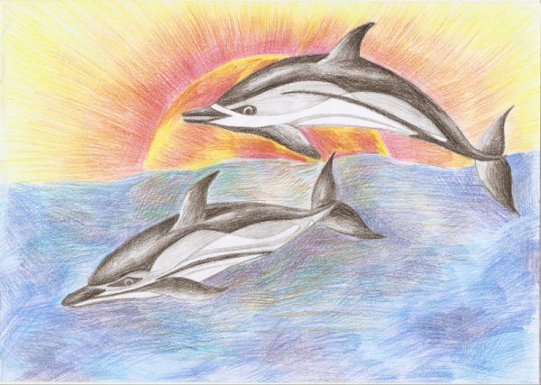 Беломордый Дельфин нарисовать