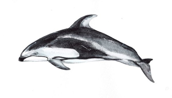Беломордый Дельфин