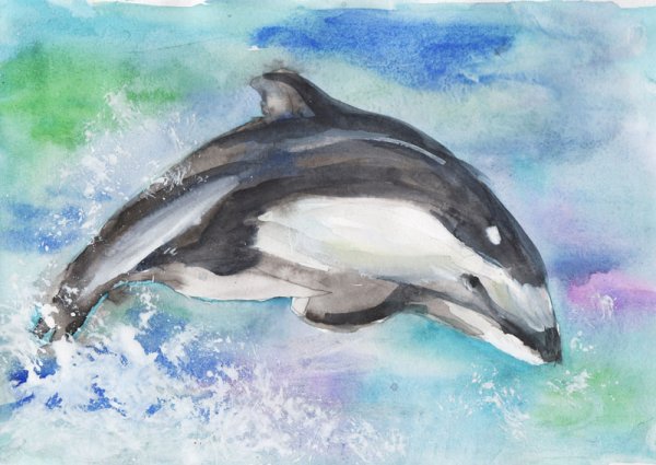 Рисунок беломордого дельфина