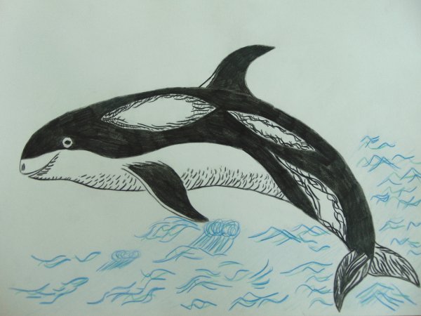 Беломордый Дельфин нарисовать