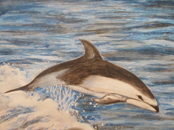 5. Атлантический белобокий Дельфин