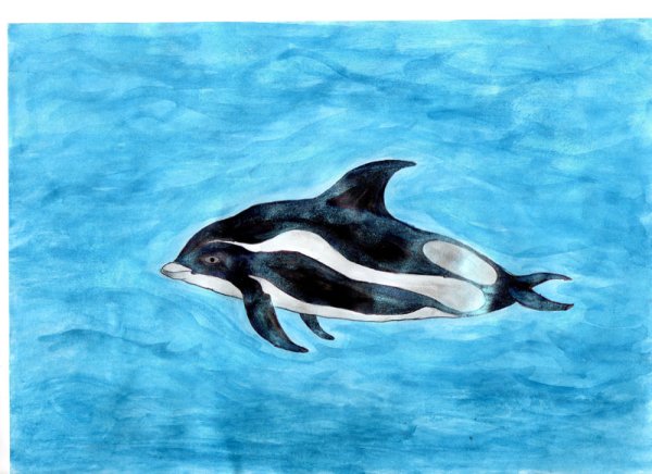 Беломордый Дельфин (Lagenorhynchus albirostris) скелет