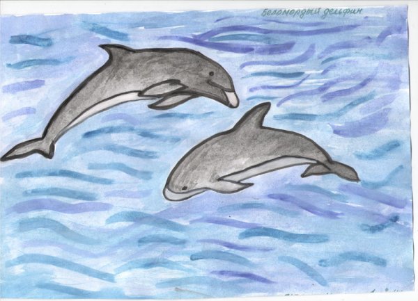 Рисуем беломордого дельфина