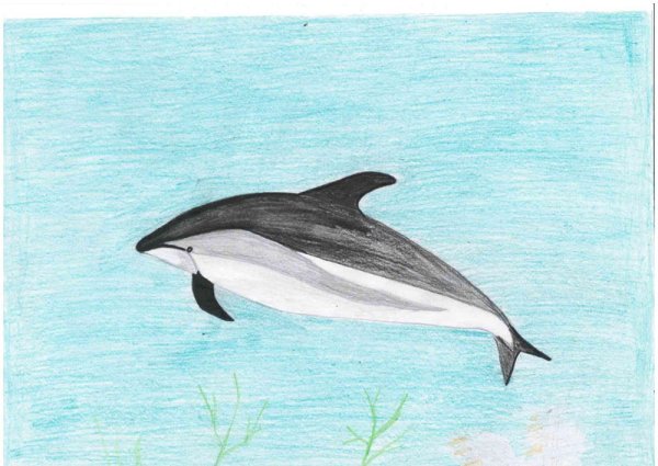 Атлантический белобокий Дельфин (Lagenorhynchus acutus)