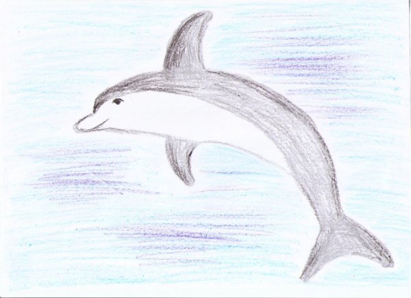 Рисунок беломордого дельфина